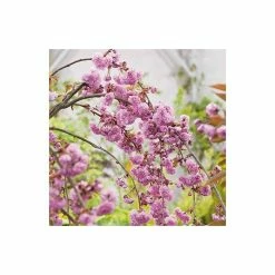 Prunus 'Kiku-shidare-zakura' | Weeping Cherry Blossom Tree | 10L Pot | 180-200cm 14 Prunus 'Kiku-shidare-zakura' | Weeping Cherry Blossom Tree | 10L Pot | 180-200cm -Roots Shop PL925220 add image 5 83a2