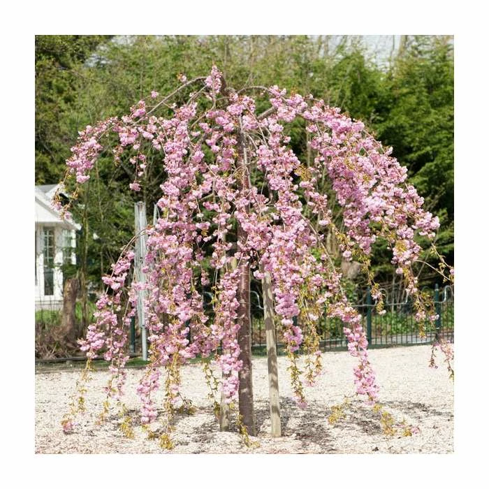 Prunus 'Kiku-shidare-zakura' | Weeping Cherry Blossom Tree | 10L Pot | 180-200cm 1 Prunus 'Kiku-shidare-zakura' | Weeping Cherry Blossom Tree | 10L Pot | 180-200cm