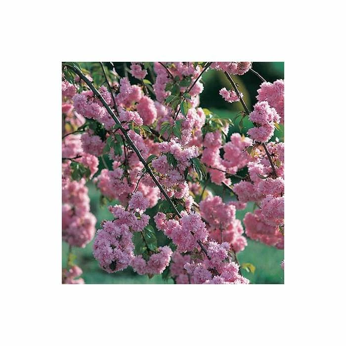 Prunus 'Kiku-shidare-zakura' | Weeping Cherry Blossom Tree | 10L Pot | 180-200cm 2 Prunus 'Kiku-shidare-zakura' | Weeping Cherry Blossom Tree | 10L Pot | 180-200cm - Image 2