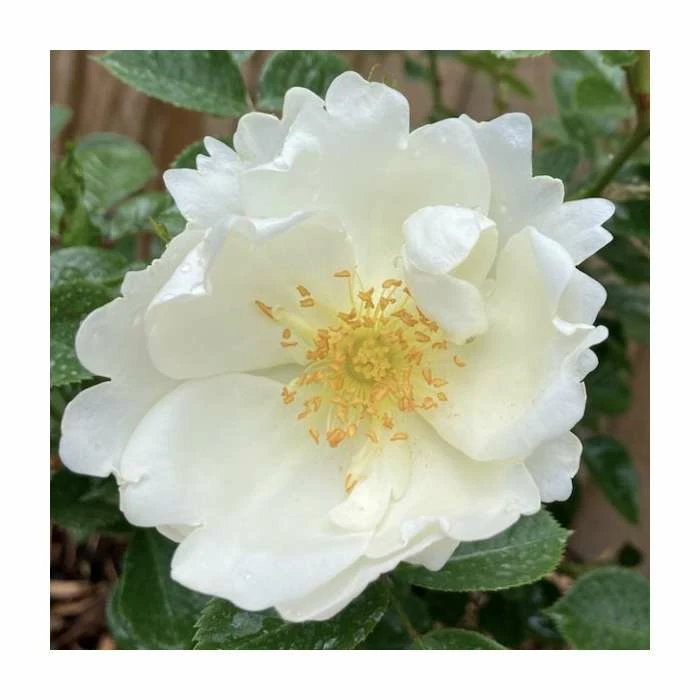 'Starlight Symphony' Potted Climbing Rose | 5L Pot 1 'Starlight Symphony' Potted Climbing Rose | 5L Pot