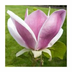Magnolia 'Cameo' | 15L Pot | 200-240cm Full Standard