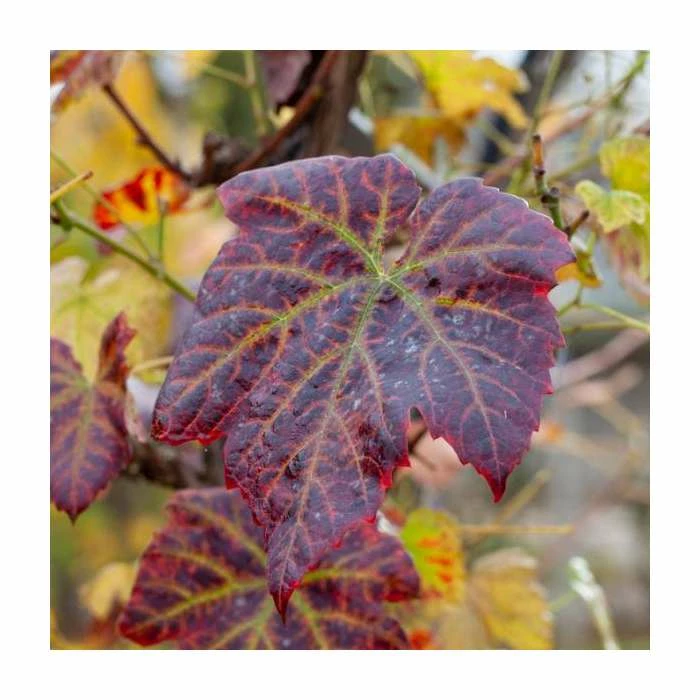 50-90cm Vitis 'Brant' | Ornamental Grape Vine | 3L Pot 1 50-90cm Vitis 'Brant' | Ornamental Grape Vine | 3L Pot