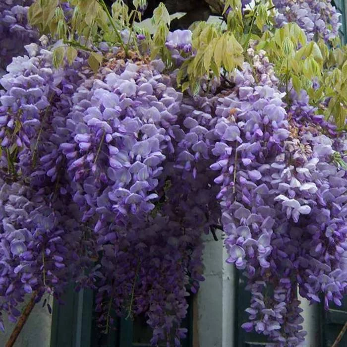 Wisteria sinensis 1 Wisteria sinensis