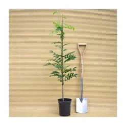 50-90cm Wisteria Sinensis 'Prolific' | 3L Pot -Roots Shop PL9324 add image 1 a049