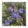 Ceanothus 'Puget Blue' | 3L Pot