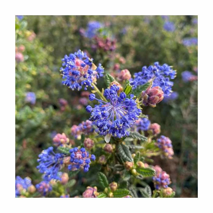 Ceanothus 'Puget Blue' | 3L Pot 1 Ceanothus 'Puget Blue' | 3L Pot