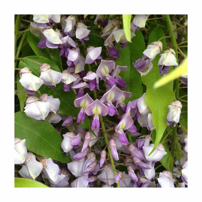 50-90cm Wisteria brachyboytrys 'Golden Dragon' | 3L Pot 1 50-90cm Wisteria brachyboytrys 'Golden Dragon' | 3L Pot