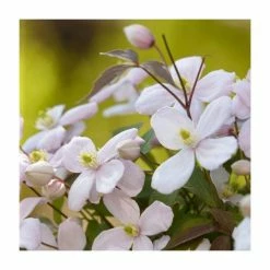 Full Season Clematis Collection | 3 x 3L Pots -Roots Shop PL9540 add image 2 203d