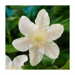 Full Season Clematis Collection | 3 x 3L Pots -Roots Shop PL9540 add image 3 1eba