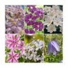 Full Season Clematis Collection | 3 x 3L Pots
