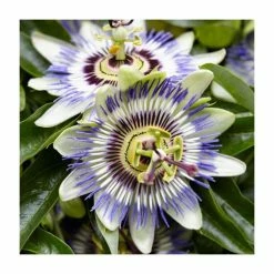 Flowering Pergola Collection | Jasmine, Clematis, and Passion Flower Mix | 3 x 3L Pots -Roots Shop PL9541 add image 3 8649