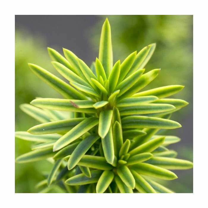 Taxus baccata 'David' | 1L Pot 1 Taxus baccata 'David' | 1L Pot