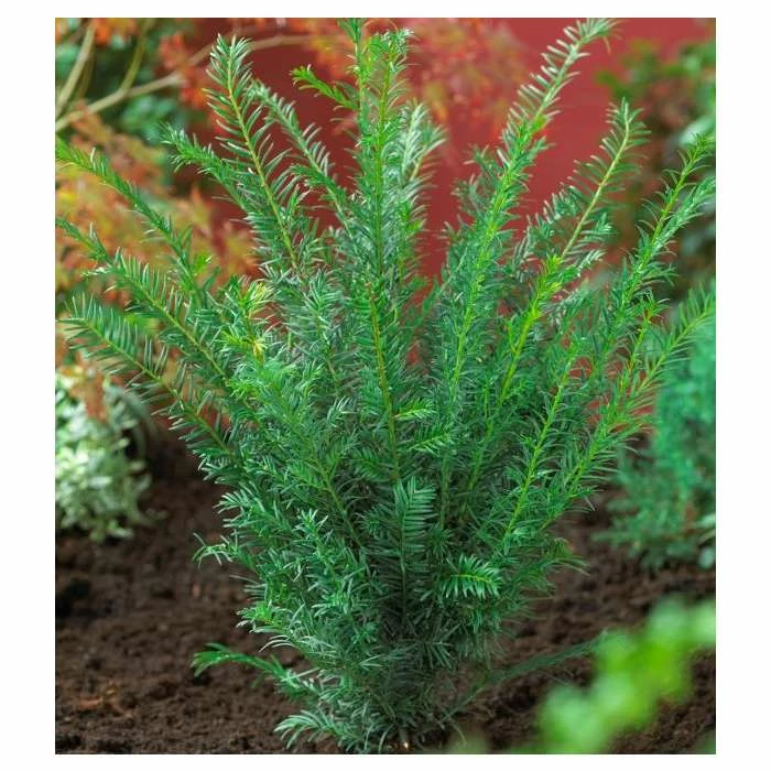 Taxus baccata | Common Yew | 1L Pot 1 Taxus baccata | Common Yew | 1L Pot