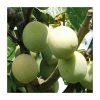 5ft 'Cambridge Plum Tree | VVA-1 Semi Vigourous Rootstock | 12L Pot | By Frank P Matthews™
