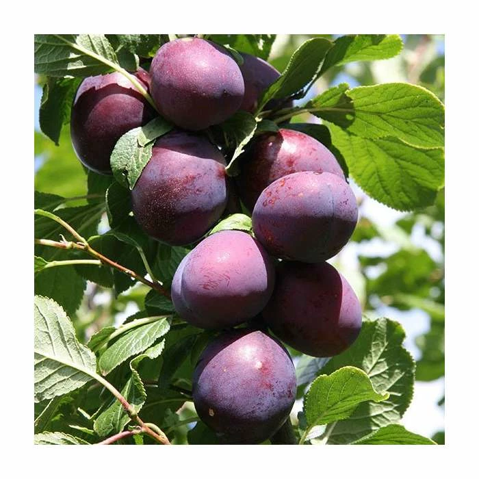 5ft 'Czar' Plum Tree | VVA-1 Semi Dwarfing Rootstock | 12L Pot | By Frank P Matthews™ 3 5ft 'Czar' Plum Tree | VVA-1 Semi Dwarfing Rootstock | 12L Pot | By Frank P Matthews™ - Image 3