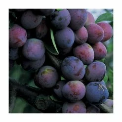 5ft 'Czar' Plum Tree | VVA-1 Semi Dwarfing Rootstock | 12L Pot | By Frank P Matthews™ 7 5ft 'Czar' Plum Tree | VVA-1 Semi Dwarfing Rootstock | 12L Pot | By Frank P Matthews™ -Roots Shop TR009112LSJ add image 2 744f