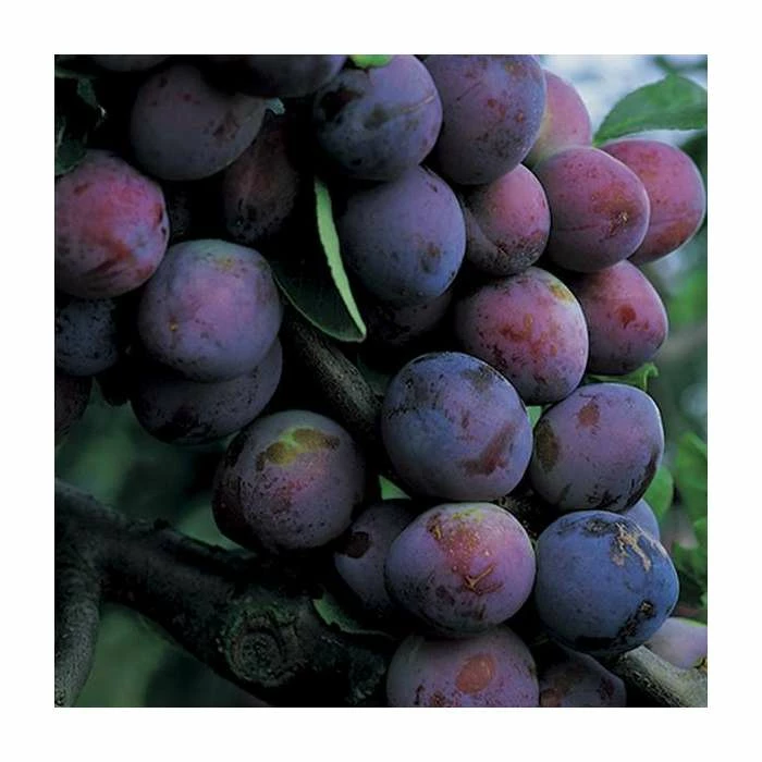 5ft 'Czar' Plum Tree | VVA-1 Semi Dwarfing Rootstock | 12L Pot | By Frank P Matthews™ 4 5ft 'Czar' Plum Tree | VVA-1 Semi Dwarfing Rootstock | 12L Pot | By Frank P Matthews™ - Image 4