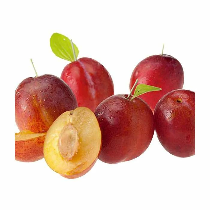 5ft 'Victoria' Plum Tree | VVA-1 Semi Dwarfing Rootstock | 12L Pot | By Frank P Matthews™ 1 5ft 'Victoria' Plum Tree | VVA-1 Semi Dwarfing Rootstock | 12L Pot | By Frank P Matthews™