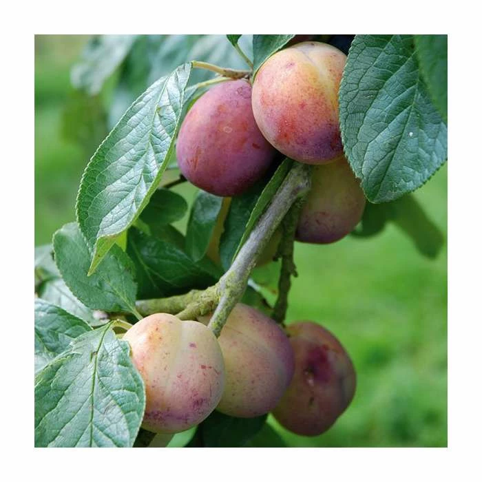 5ft 'Victoria' Plum Tree | VVA-1 Semi Dwarfing Rootstock | 12L Pot | By Frank P Matthews™ 2 5ft 'Victoria' Plum Tree | VVA-1 Semi Dwarfing Rootstock | 12L Pot | By Frank P Matthews™ - Image 2