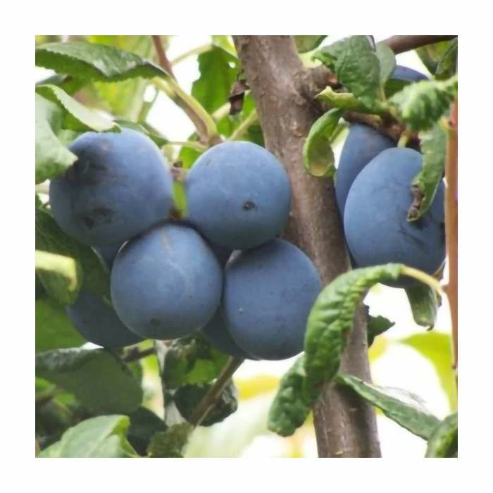 5ft 'Shropshire Prune' Damson Tree | VVA-1 Semi Dwarfing Rootstock | 12L Pot | By Frank P Matthews™ 1 5ft 'Shropshire Prune' Damson Tree | VVA-1 Semi Dwarfing Rootstock | 12L Pot | By Frank P Matthews™