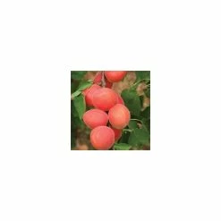 4-5ft 'Lilicot' Apricot Tree | SJA Semi Vigorous Rootstock | 9L Pot
