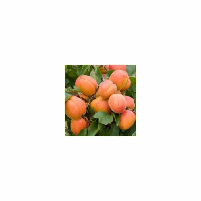 Prunus 'Tomcot' | Apricot Tree 2 Prunus 'Tomcot' | Apricot Tree - Image 2