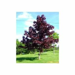 Acer platanoides 'Crimson King' | Purple Norway Maple Tree | 12L Pot | 150-180cm | By Frank P Matthews -Roots Shop TR013012L add image 1 5e2b