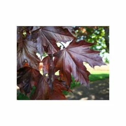 Acer platanoides 'Crimson King' | Purple Norway Maple Tree | 12L Pot | 150-180cm | By Frank P Matthews -Roots Shop TR013012L add image 2 150d