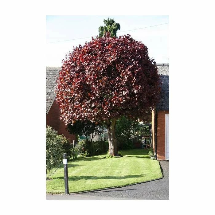 Acer platanoides 'Crimson King' | Norway Maple Tree 5 Acer platanoides 'Crimson King' | Norway Maple Tree - Image 5