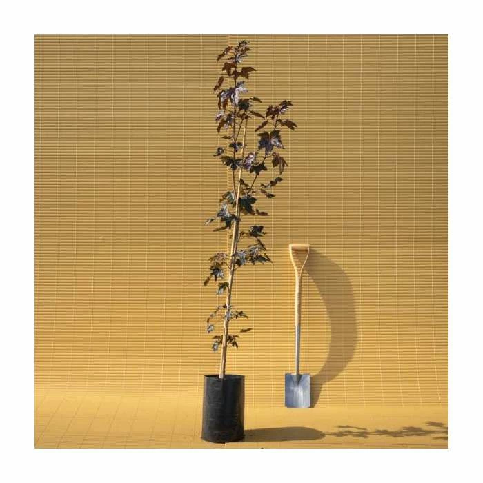 Acer platanoides 'Crimson King' | Norway Maple Tree 6 Acer platanoides 'Crimson King' | Norway Maple Tree - Image 6