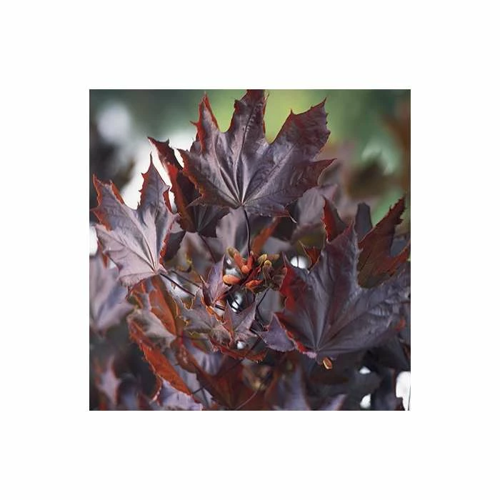 Acer platanoides 'Crimson King' | Norway Maple Tree 2 Acer platanoides 'Crimson King' | Norway Maple Tree - Image 2