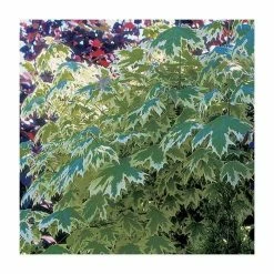 Acer platanoides 'Drummondii' | Silver Variegated Norway Maple Tree | 12L Pot | 120-150cm -Roots Shop TR013112L add image 3 bb5d