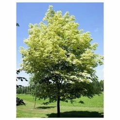 Acer platanoides 'Drummondii' |Norway Maple Tree -Roots Shop TR0131 add image 1 77c9