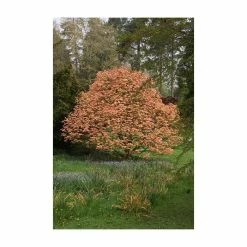 Acer platanoides 'Drummondii' |Norway Maple Tree -Roots Shop TR0131 add image 2 21a8