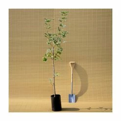 Acer platanoides 'Drummondii' |Norway Maple Tree -Roots Shop TR0131 add image 4 1f8b