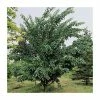 Acer davidii 'George Forrest' | Snakebark Maple Tree | 9L Pot | 120-150cm