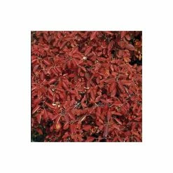 Amelanchier lamarckii | Amelanchier Tree -Roots Shop TR0133 add image 1 7025