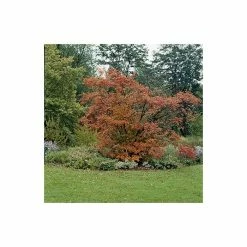 Amelanchier lamarckii | Amelanchier Tree -Roots Shop TR0133 add image 3 2118