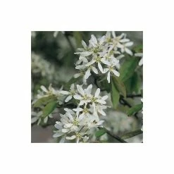 Amelanchier lamarckii | Amelanchier Tree -Roots Shop TR0133 add image 4 65d6