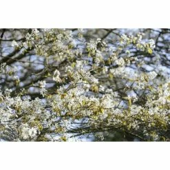 Amelanchier lamarckii | Amelanchier Tree -Roots Shop TR0133 add image 6 daad