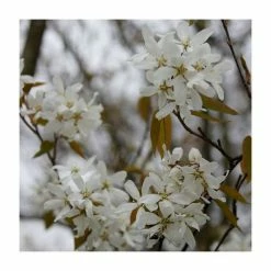Alternative view of Amelanchier lamarckii | Amelanchier Tree