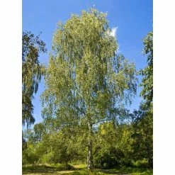 Silver Birch | Betula Pendula 8 Silver Birch | Betula Pendula -Roots Shop TR013512L add image 1 57df