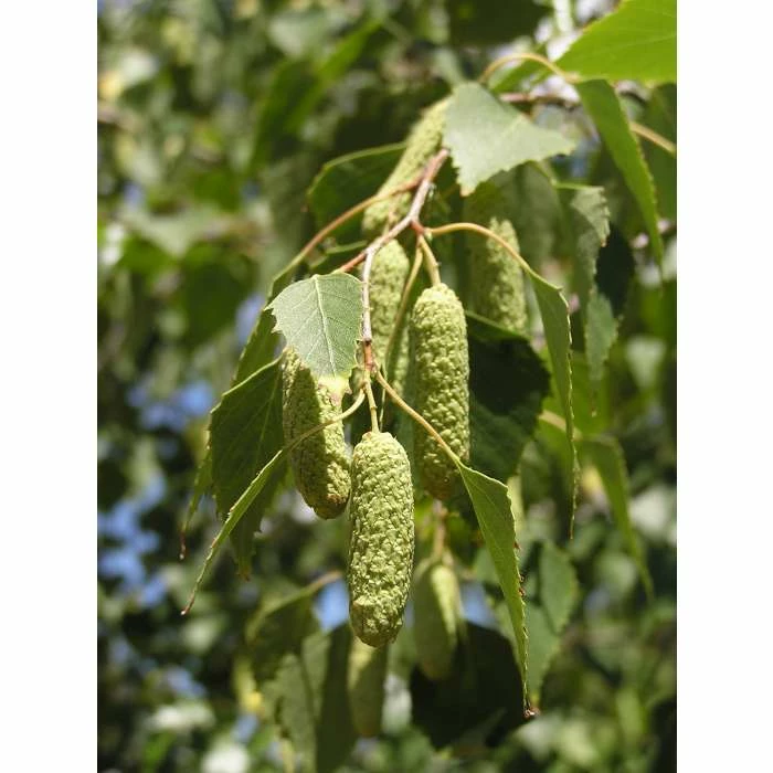 Silver Birch | Betula Pendula 4 Silver Birch | Betula Pendula - Image 4