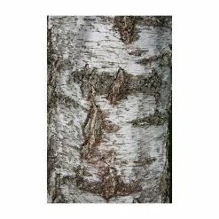 Silver Birch | Betula Pendula 10 Silver Birch | Betula Pendula -Roots Shop TR013512L add image 3 942a