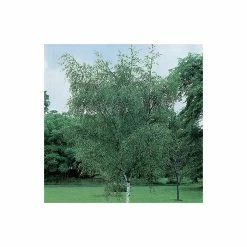 Silver Birch | Betula Pendula 11 Silver Birch | Betula Pendula -Roots Shop TR013512L add image 4 e015