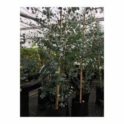 Eucalyptus gunnii 9 Eucalyptus gunnii -Roots Shop TR0145 add image 2 b5e1