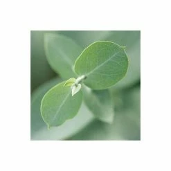 Eucalyptus gunnii 11 Eucalyptus gunnii -Roots Shop TR0145 add image 4 f7ba