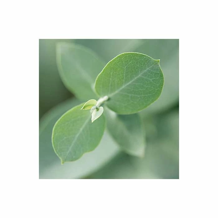 Eucalyptus gunnii 6 Eucalyptus gunnii - Image 6