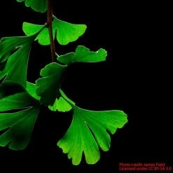 Ginkgo Biloba | Maidenhair Tree 12 Ginkgo Biloba | Maidenhair Tree -Roots Shop TR0147 add image 1 4cb4