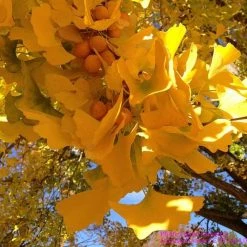 Ginkgo Biloba | Maidenhair Tree 13 Ginkgo Biloba | Maidenhair Tree -Roots Shop TR0147 add image 2 b913